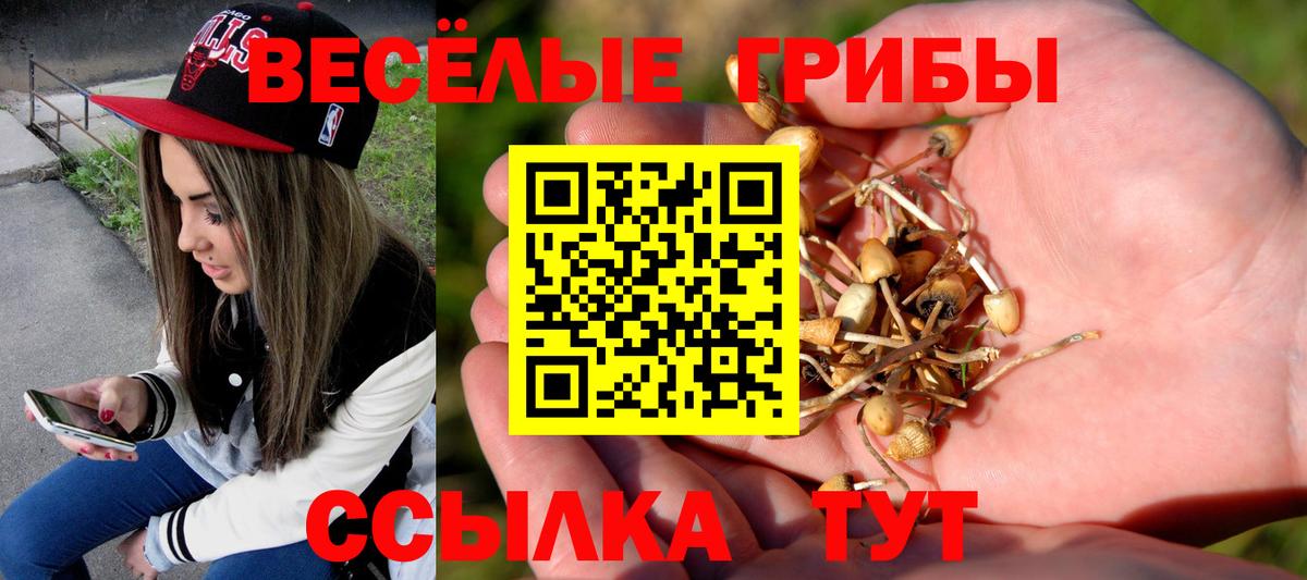 Тара  Псилоцибиновые грибы ЛСД  Галлюциногенные грибы Psilocybine cubensis  Вход с VPN 